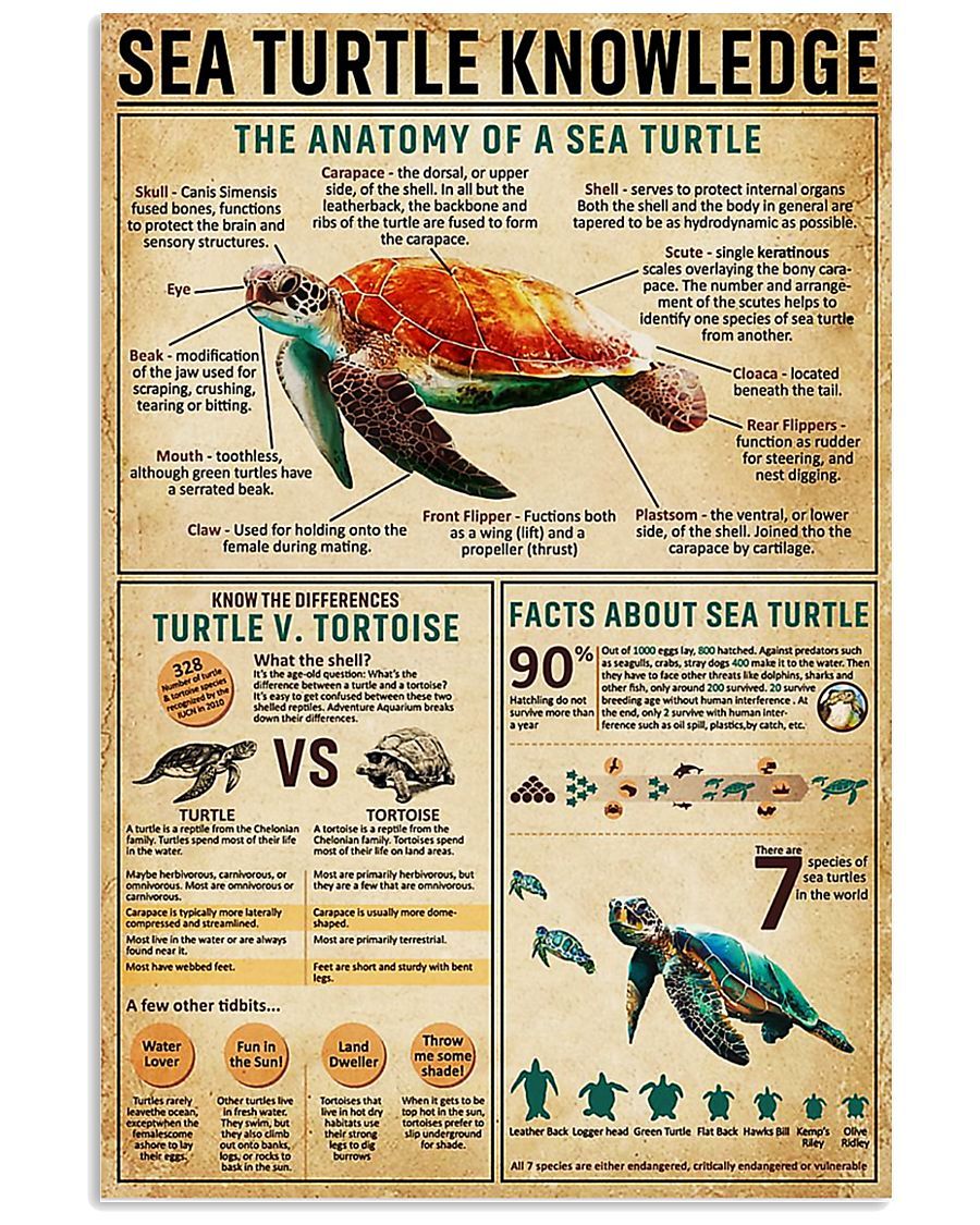 Turtle Knowledge Poster And Canvas, Wall Decor, Wall Art, Canvas 