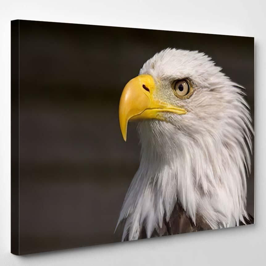 North American Bald Eagle 5 – Eagle Animals Canvas Art Wall Decor Christmas Gift Ideas