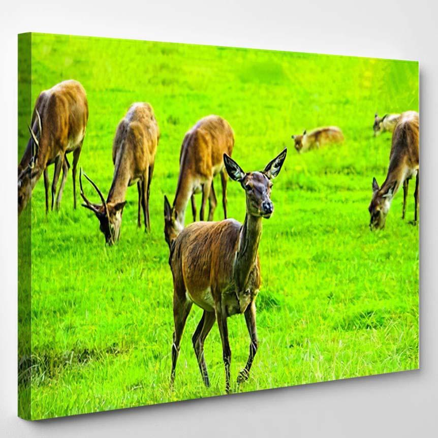 Young Deer Nature Scene – Deer Animals Canvas Print