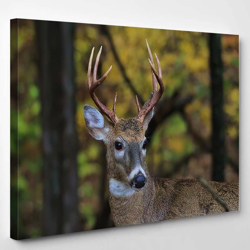 White Tailed Deer Buck Poses Autumn 1 – Deer Animals Canvas Print