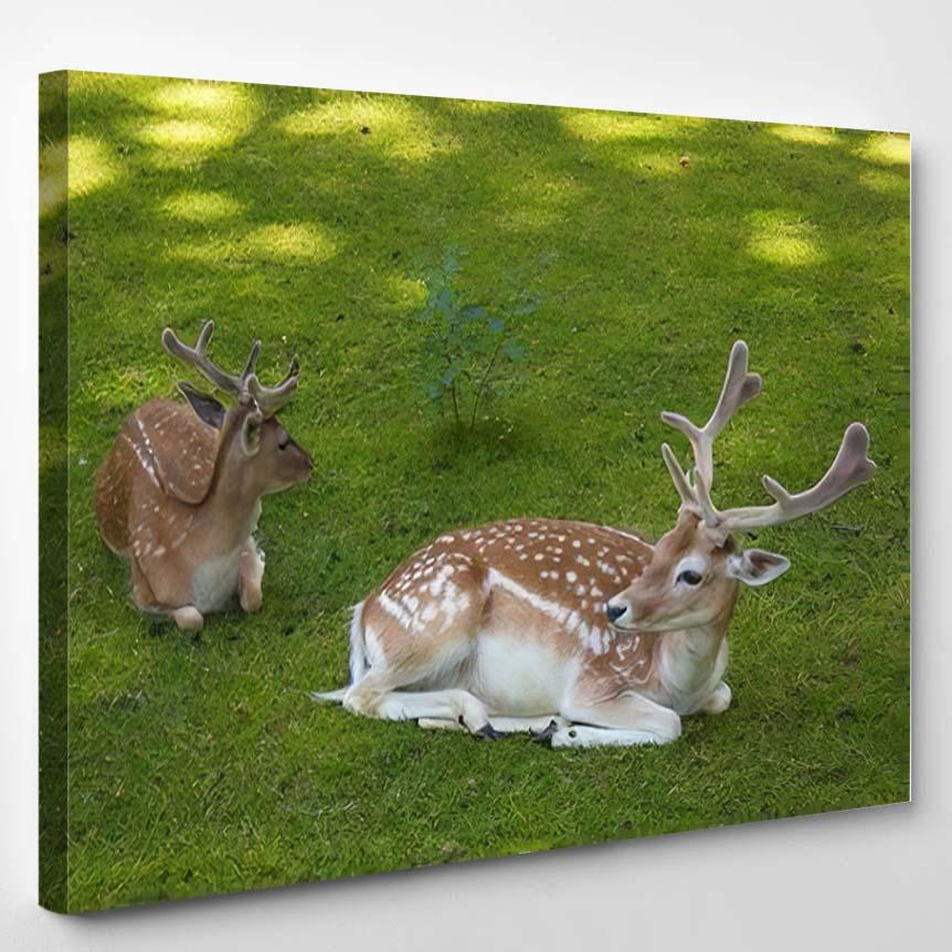 Two Beautiful Roe Deers Relaxing Mountain – Deer Animals Canvas Print