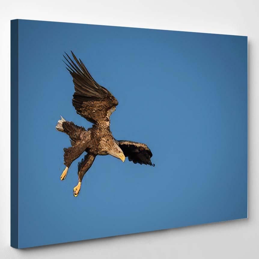 Whitetailed Eagle Haliaeetus Albicilla Just Has 8 – Eagle Animals Canvas Art Wall Decor Christmas Gift Ideas