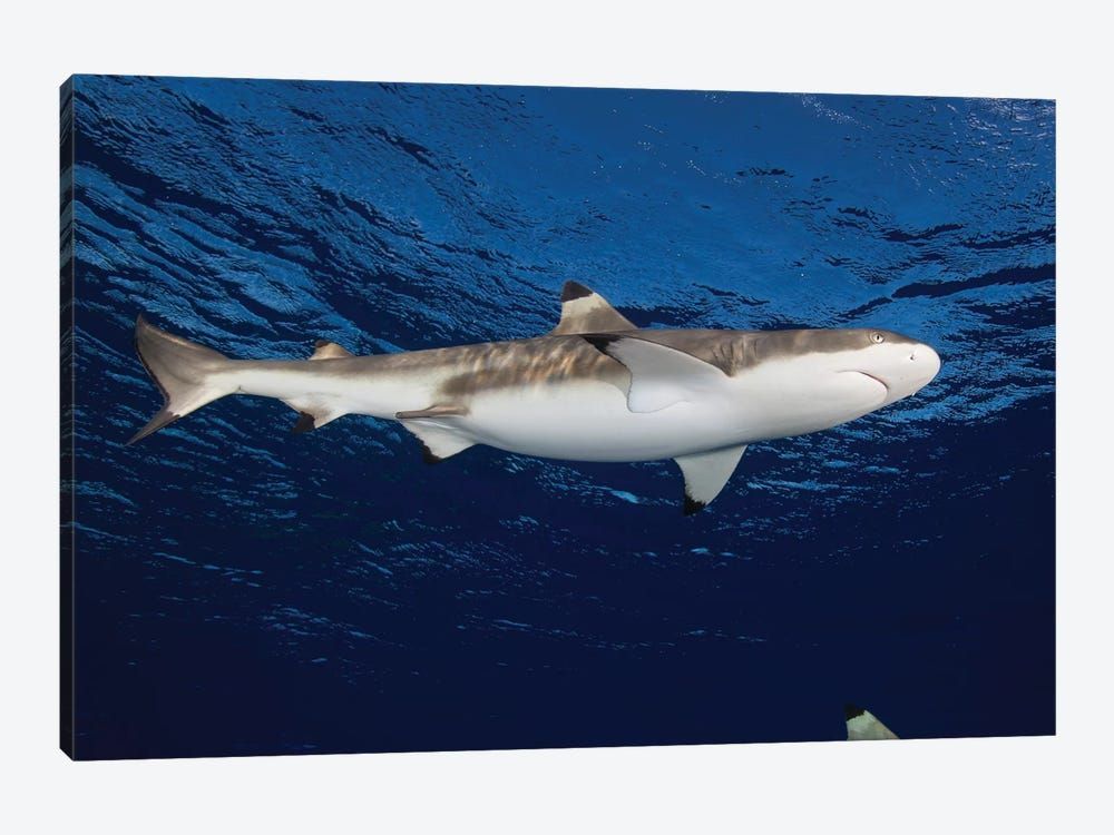 Blacktip Reef Shark, Yap, Micronesia I Canvas Poster 8″x12″ 12×18″ 18″x26″ 24″x36″ 30″x45″