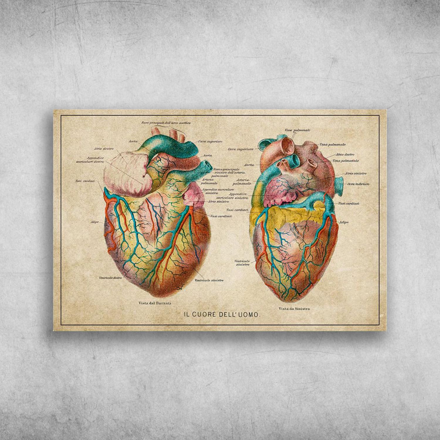 Vintage Heart Anatomy Il Cuore Dell’uomo Poster Print Wall Art Canvas Wall Decor