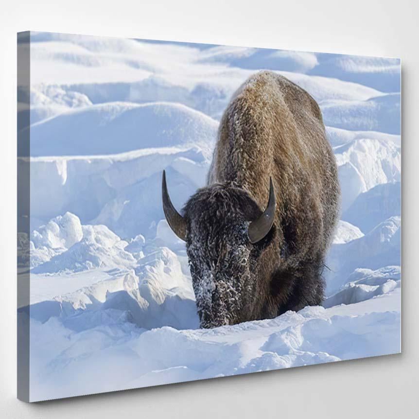 American Bison Adult Feeding Deep Snow – Bison Animals Canvas Print