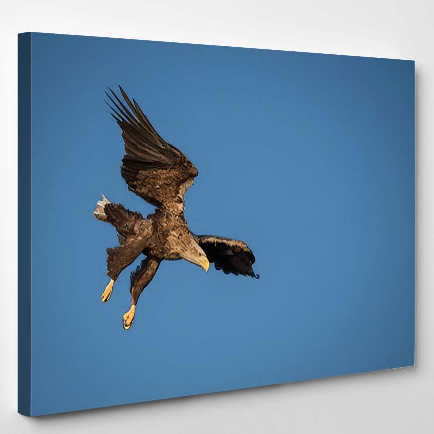 Whitetailed Eagle Haliaeetus Albicilla Just Has 8 – Eagle Animals Canvas Print