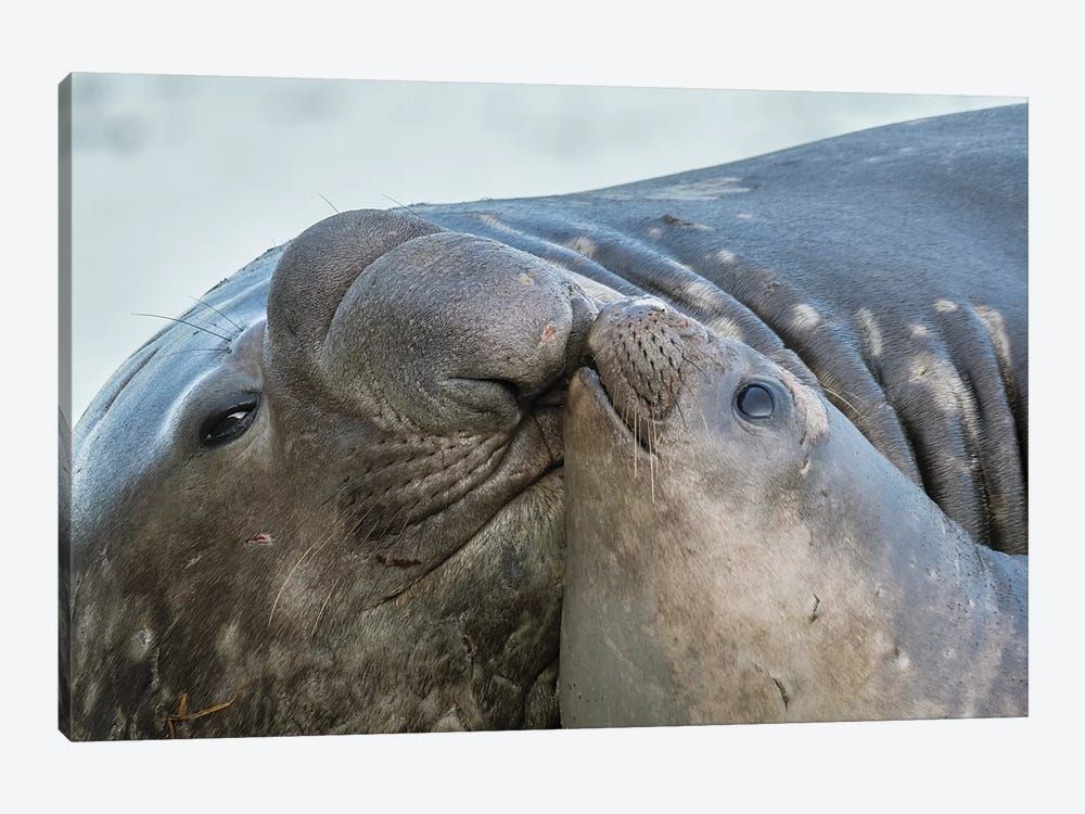 Southern elephant seal, bull and female on beach. South Georgia Island Canvas Poster 8″x12″ 12×18″ 18″x26″ 24″x36″ 30″x45″