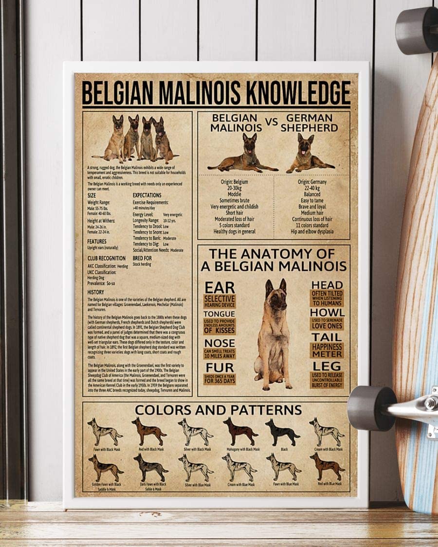 Belgian Malinois Knowledge The Anatomy Of A Belgian Malinois Poster Perfect Ideas On Xmas Birthday Home Decor