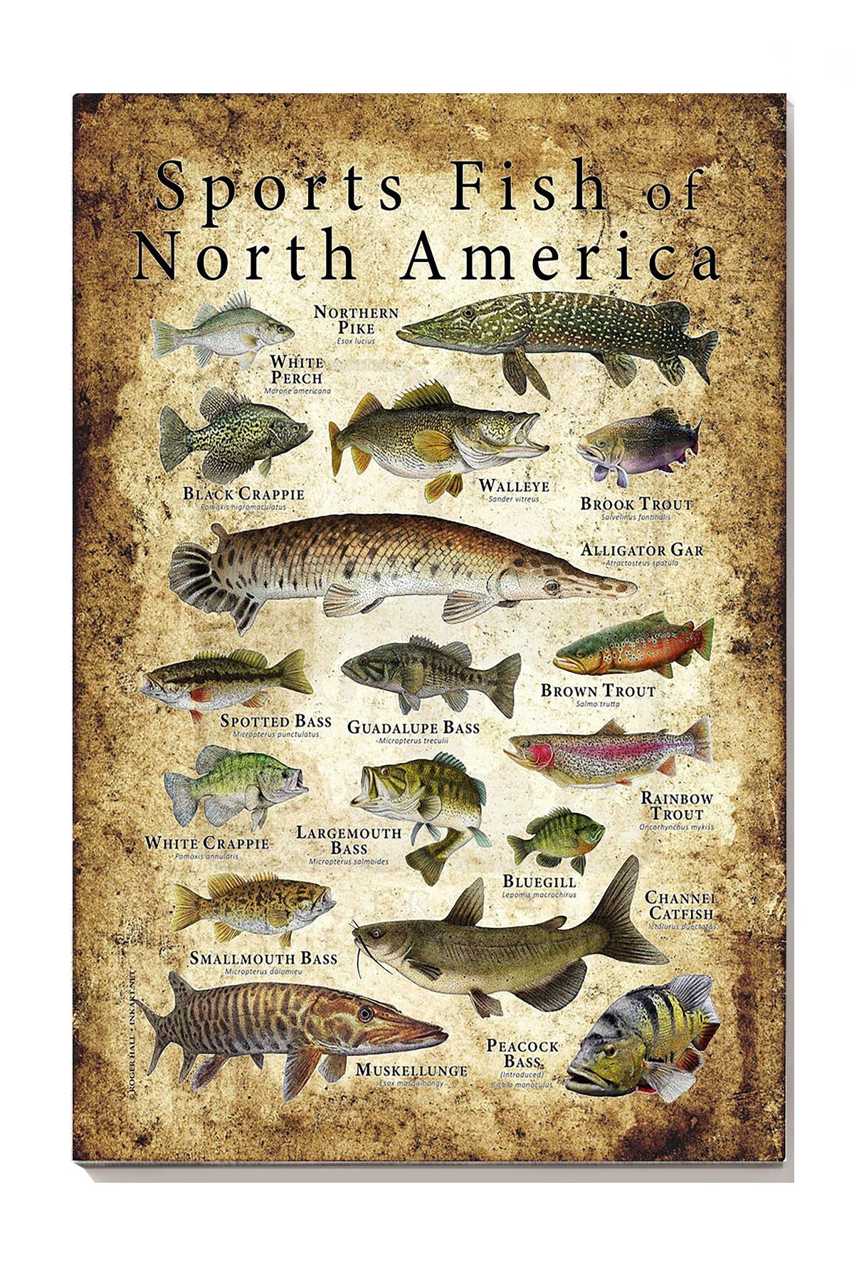 Sports Fish Of North America Animal Wall Art Gift For Animal Researcher Scientists Wrapped Canvas