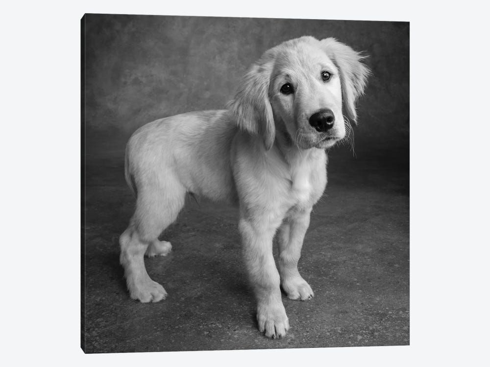 Portrait of Golden Retriever Puppy Canvas Poster 8″x12″ 12×18″ 18″x26″ 24″x36″ 30″x45″