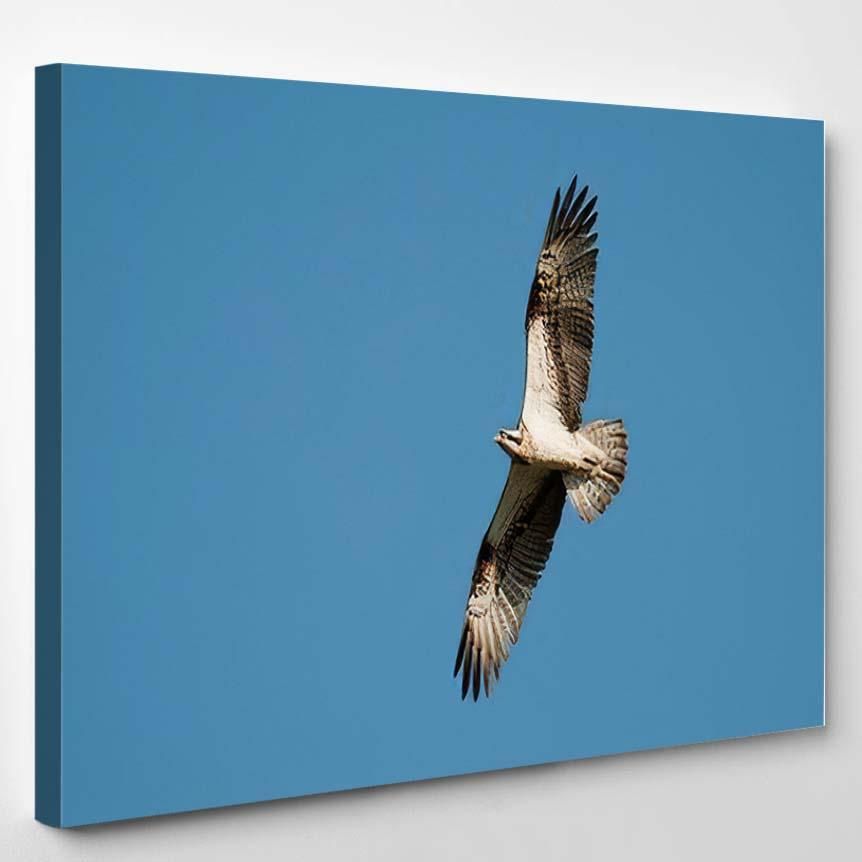 Osprey Pandion Haliaetus Called Sea Hawk – Eagle Animals Canvas Art Wall Decor Christmas Gift Ideas