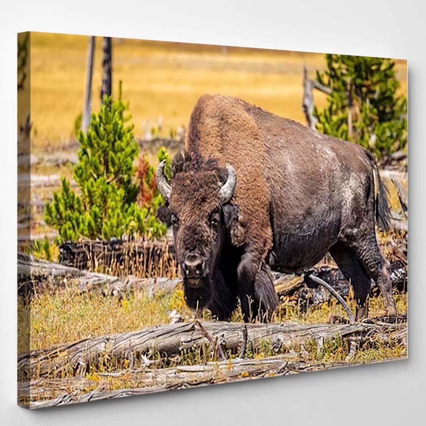 Wild Bison Yellowstone National Park 2 – Bison Animals Canvas Print