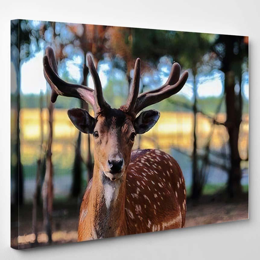 Adorable Fallow Deer Portrait Colorful Light – Deer Animals Canvas Print