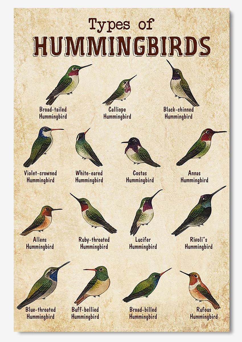 Types Of Hummingbirds Animal Knowledge For Homeschool Nusery Kids Bedroom Decor Poster