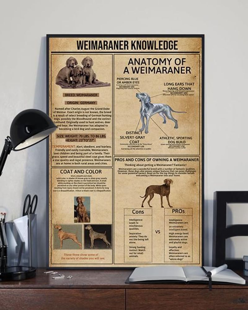 Weimaraner Knowledge Anatomy Of Weimaraner poster canvas