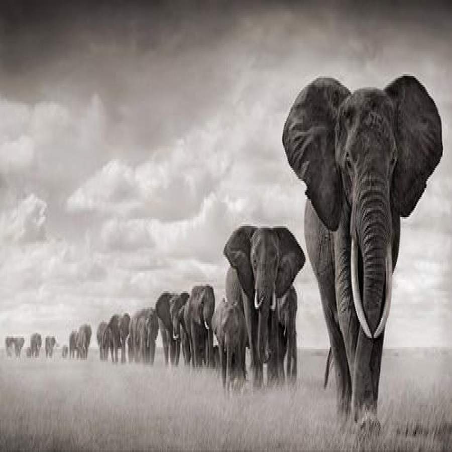 Africa Elephants Canvas Painting Posters For Living Room