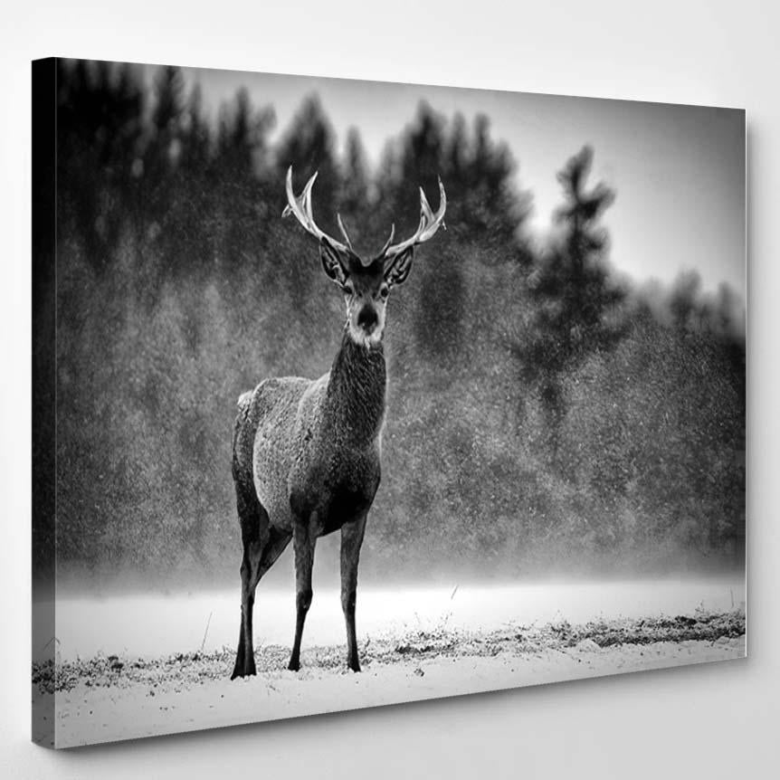 Red Deer Stag Cervus Elaphus Scottish – Deer Animals Canvas Print