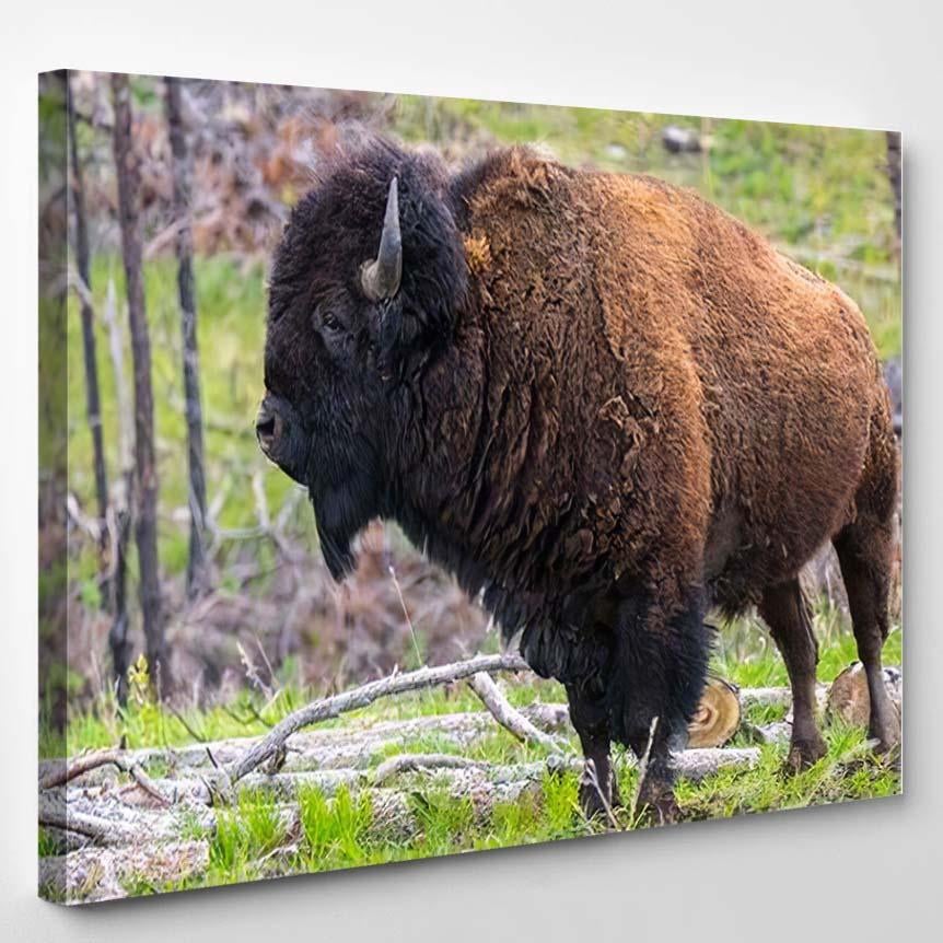 American Bison Field Custer State Park – Bison Animals Canvas Print