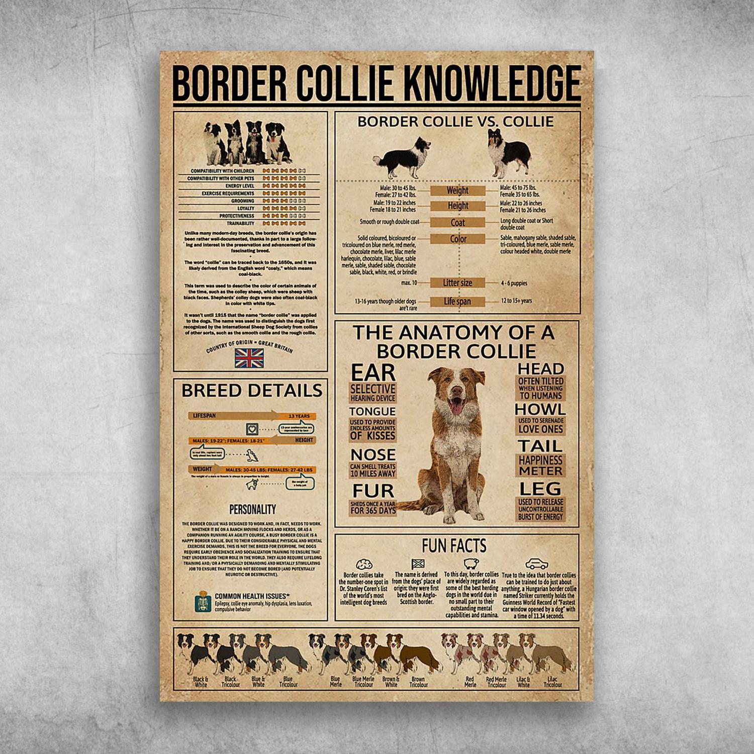 Border Collie Knowledge The Anatomy Of A Border Collie Poster Print Wall Art Canvas Wall Decor