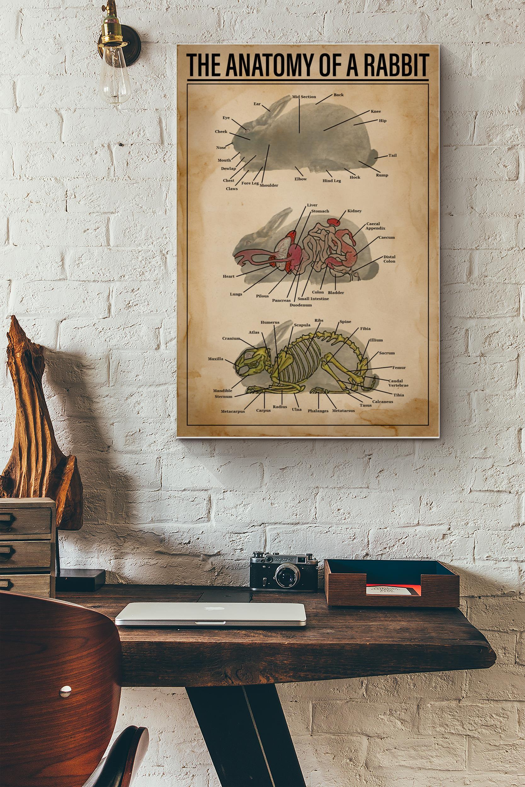 Anatomy Of Rabbit Vintage Poster – Animal Wall Art – Gift For Artist Surgeon Veterinarians Rabbit Lover (Unframed) Poster