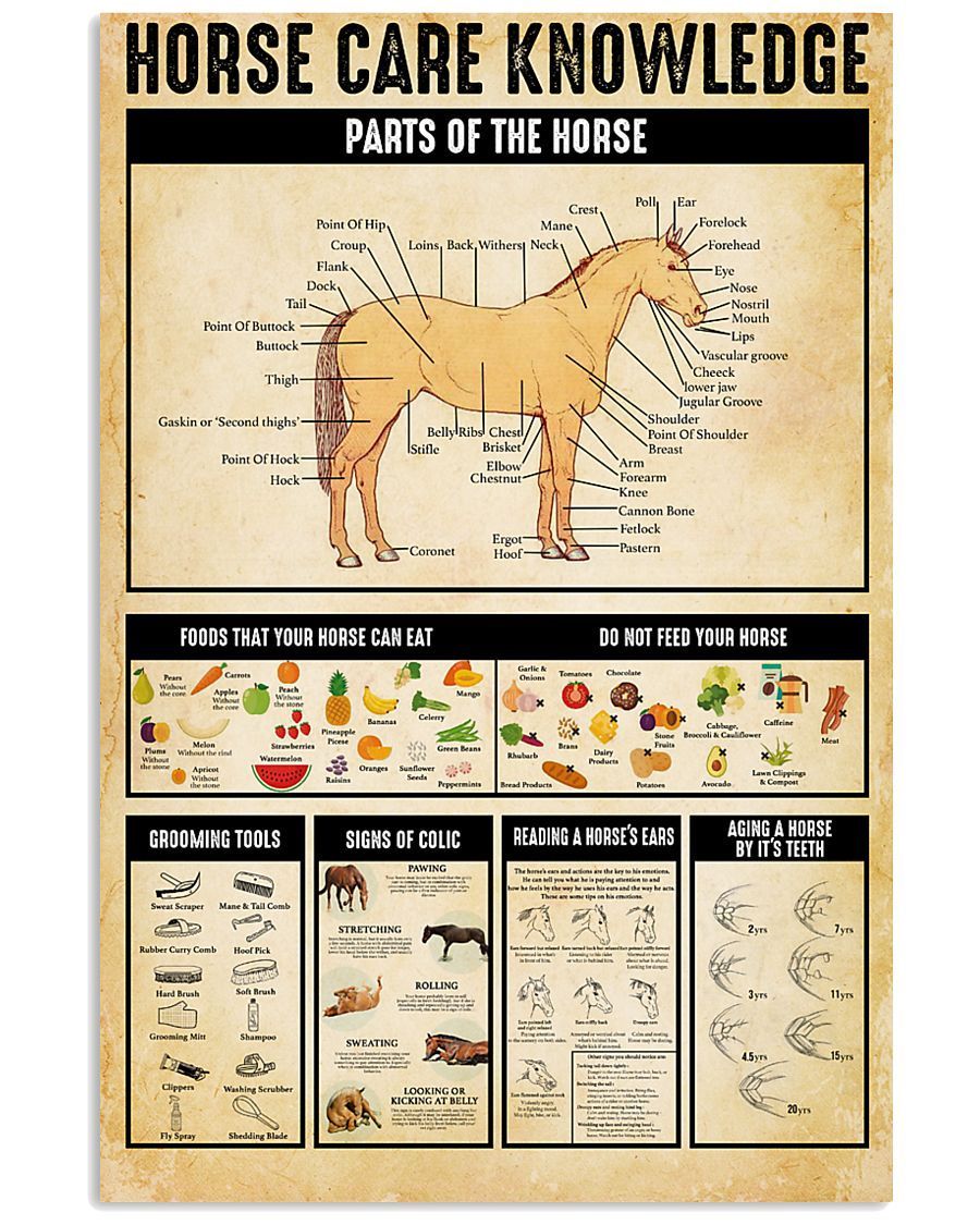 18DDTANM-Horse Care Knowledge Vertical Poster