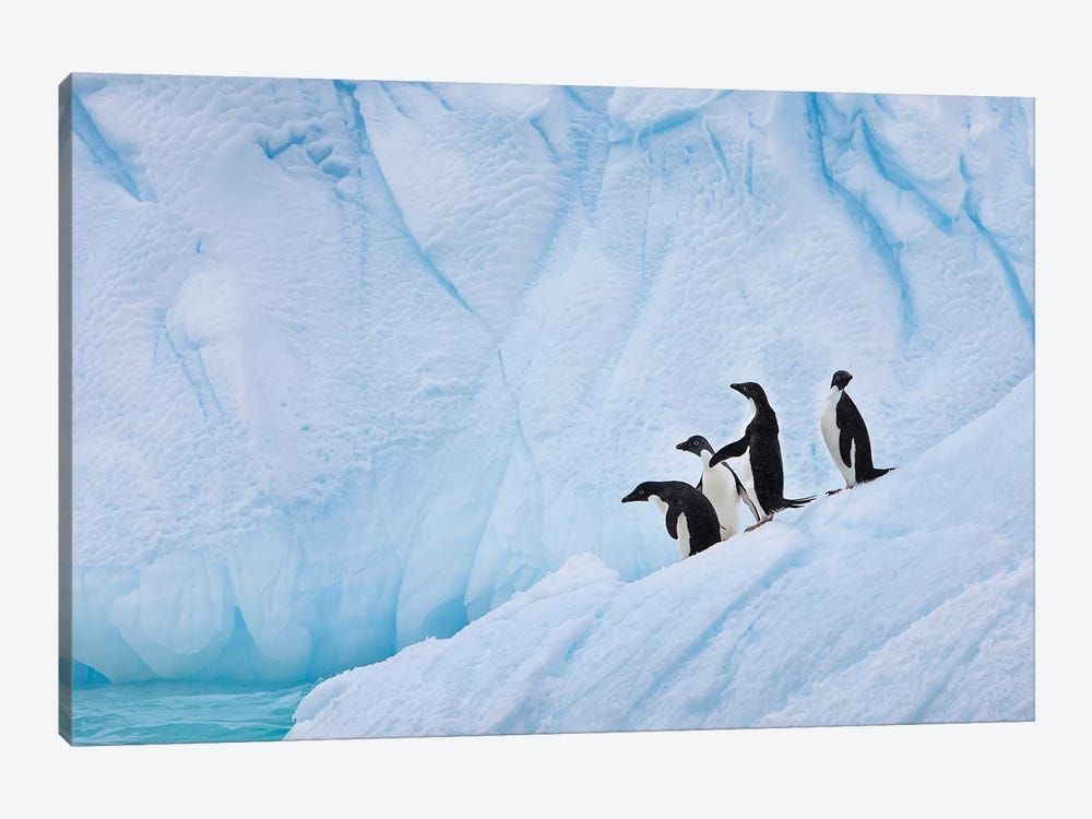 Adélie Penguins, Paulet Island Canvas Poster 8″x12″ 12×18″ 18″x26″ 24″x36″ 30″x45″