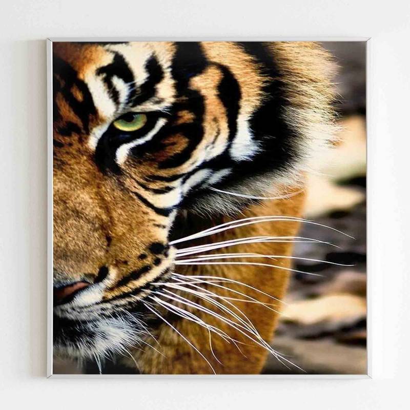 Face Tiger Animals Poster