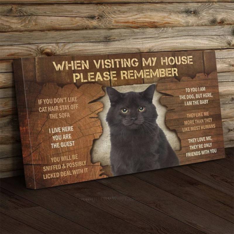 Cat Visiting Poster Canvas 312320927