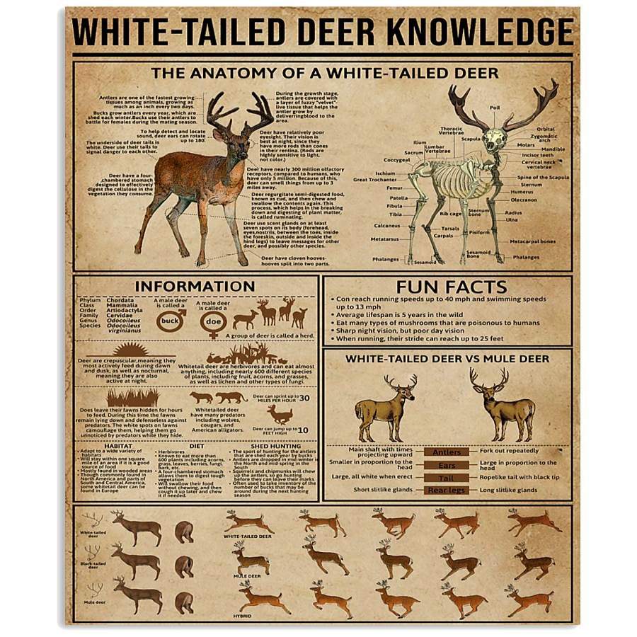 White-Tailed Deer Knowledge The Anatomy Fun Facts For Deer Lovers Vertical Poster