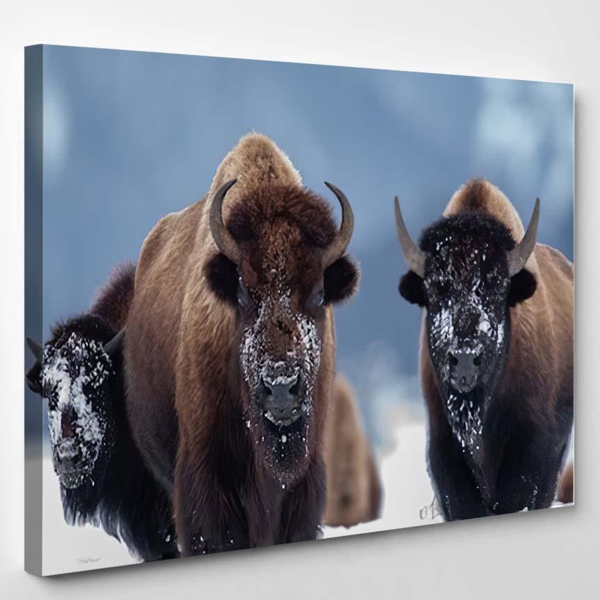 Yellowstone Bison Winter Snow – Bison Animals Canvas Print