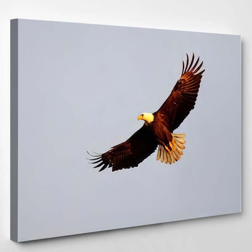 American Bald Eagle Soaring Sky – Eagle Animals Canvas Print