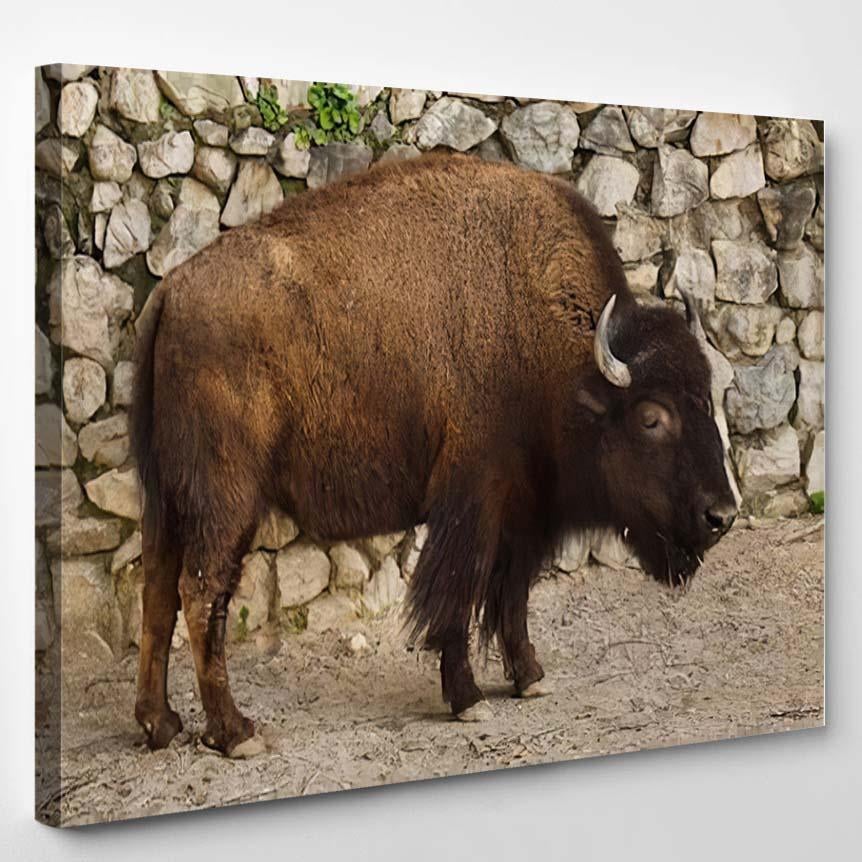 Plains Bison Known Prarie – Bison Animals Canvas Print