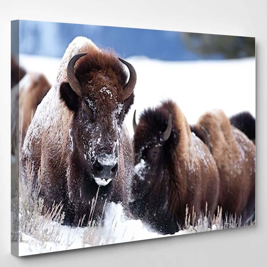 Yellowstone Bison Winter Landscape 1 – Bison Animals Canvas Print