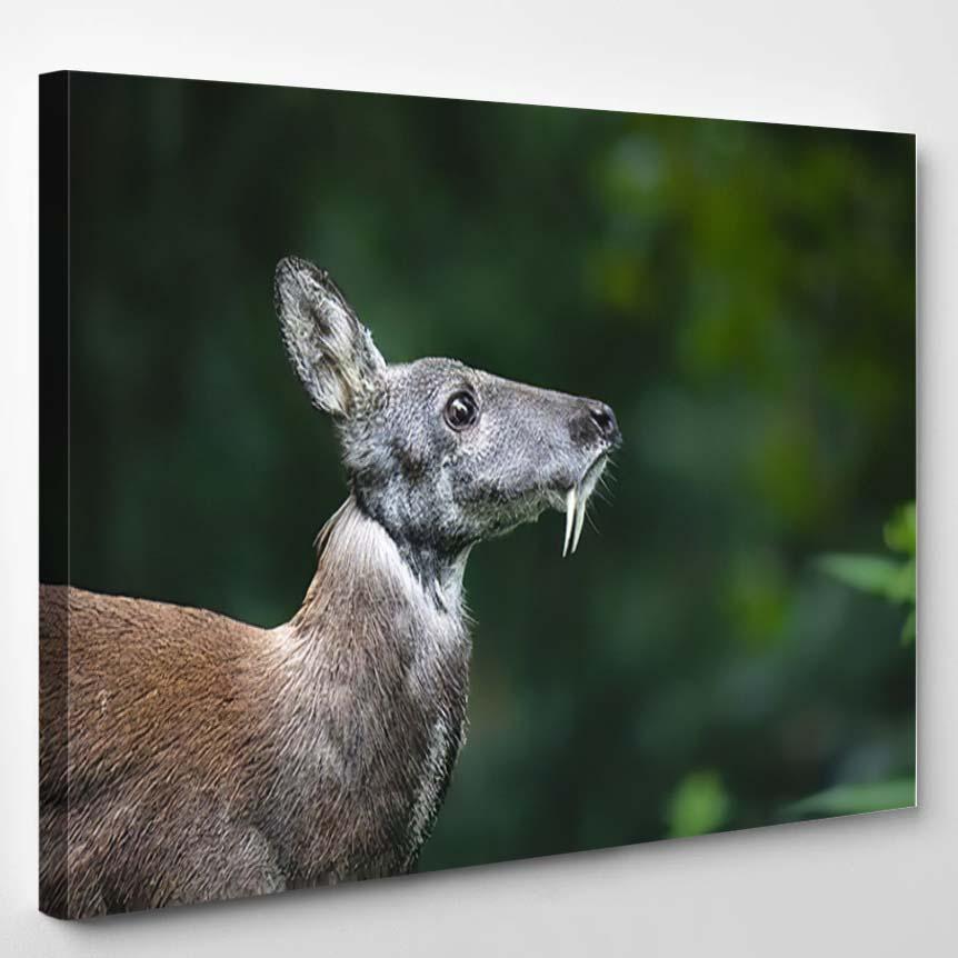 Siberian Musk Deer Long Fangs Close – Deer Animals Canvas Print