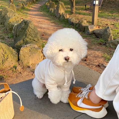 Autumn Dog Pullover Hoodie Winter Warm Coat Solid Clothing for Small Medium Large Dog Jacket Teddy Bichon Costume Pet Supplies alx