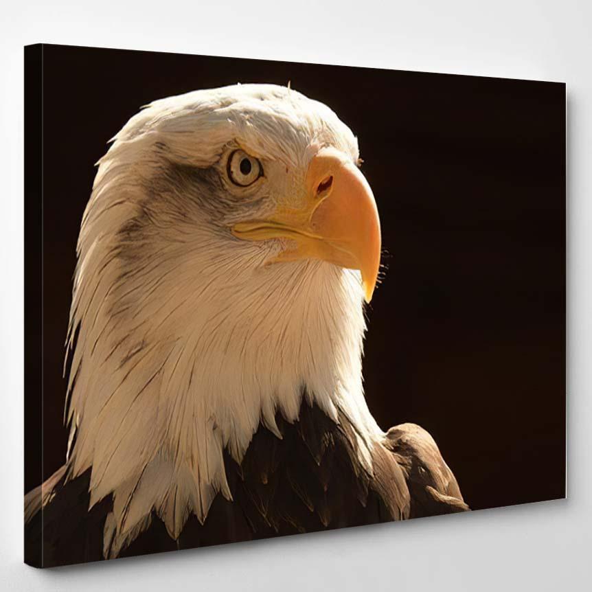 Portrait Beautiful Bald Eagle Dark Background – Eagle Animals Canvas Print