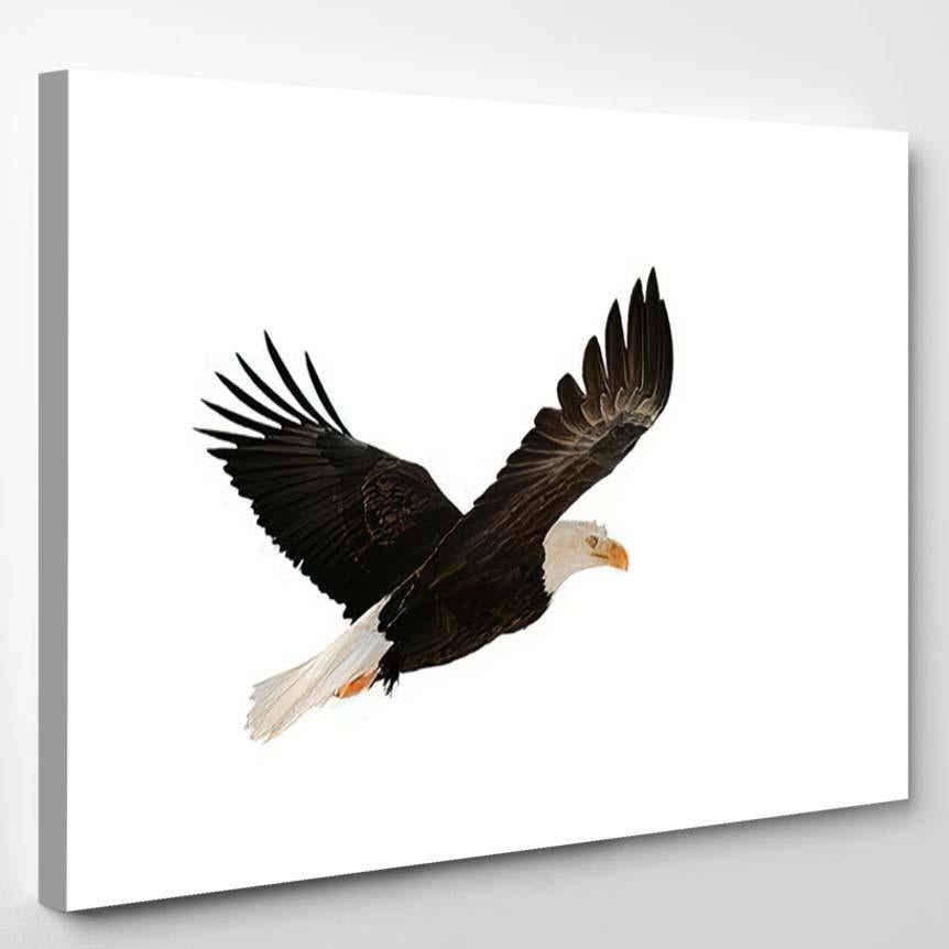 Soaring Bald Eagle Haliaeetus Leucocephalus Isolated – Eagle Animals Canvas Print