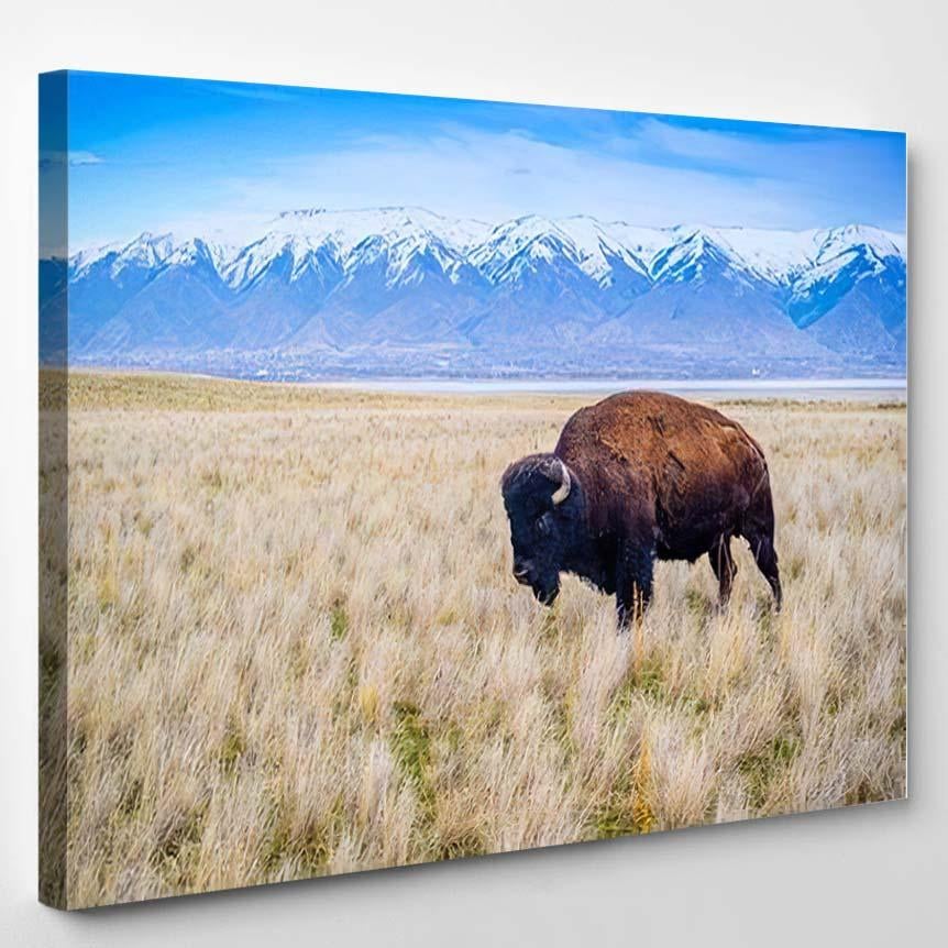 American Bison Field Antelope Island State – Bison Animals Canvas Print