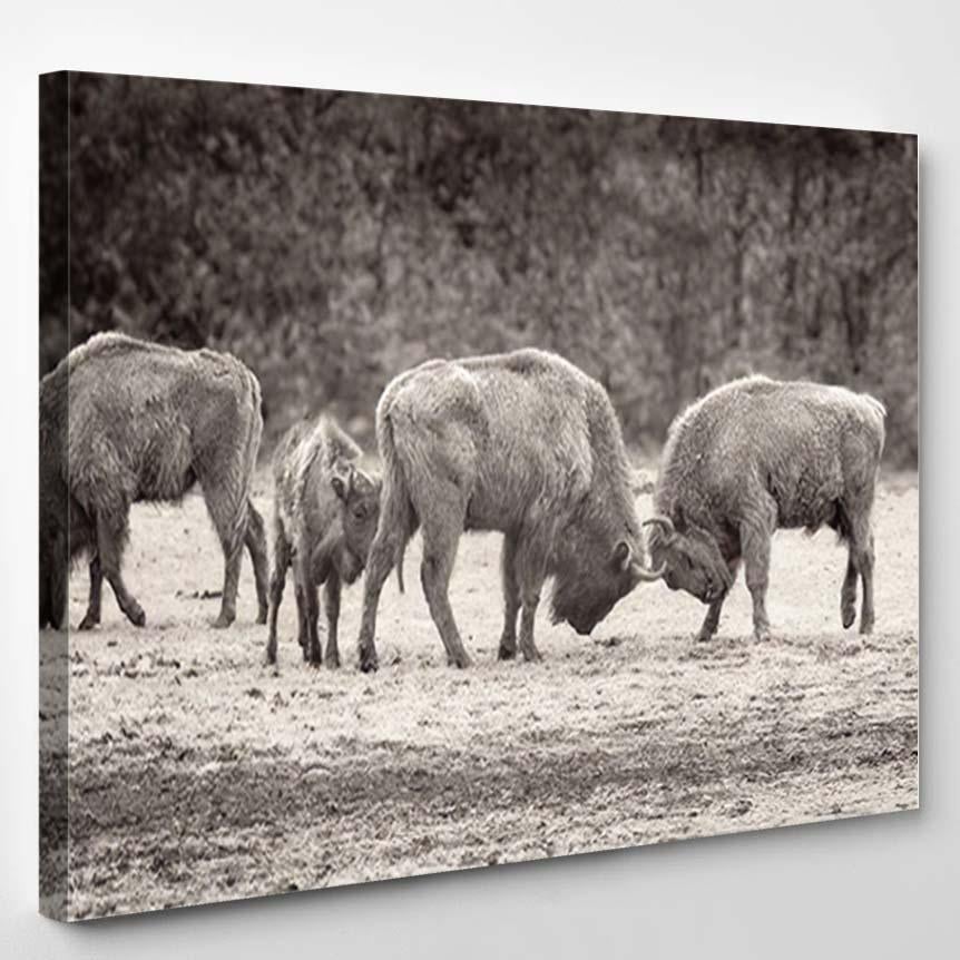 Two Bisons Fight On Spring Field – Bison Animals Canvas Print