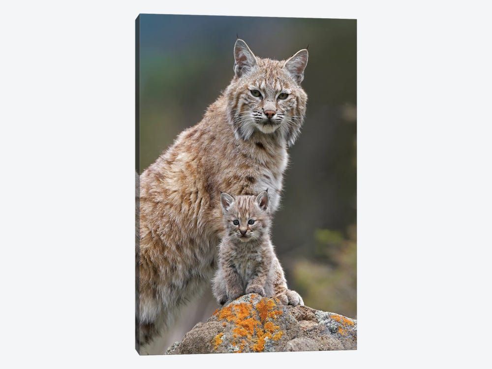 Bobcat Mother And Kitten, North America Canvas Poster 8″x12″ 12×18″ 18″x26″ 24″x36″ 30″x45″