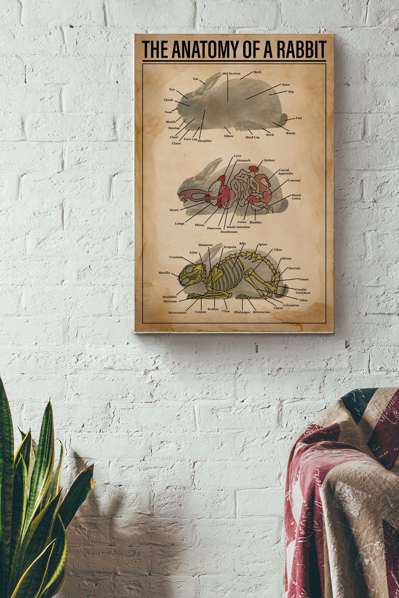 Anatomy Of Rabbit Vintage Poster – Animal Wall Art – Gift For Artist Surgeon Veterinarians Rabbit Lover Wrapped Canvas