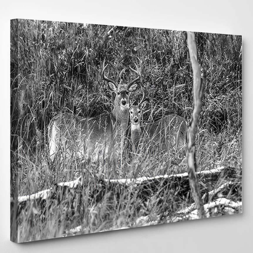 Two Male White Tailed Deers Stand – Deer Animals Canvas Print