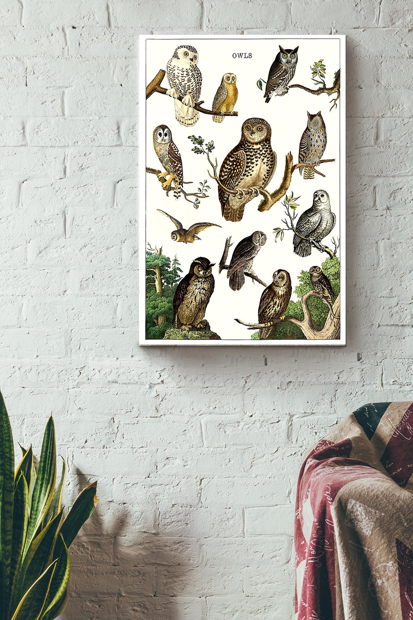 Types Of Owl In The World Poster – Animal Knowledge Wall Art Poster – Great Owl Painting Owl Print Gift For Animal Lover Wrapped Canvas