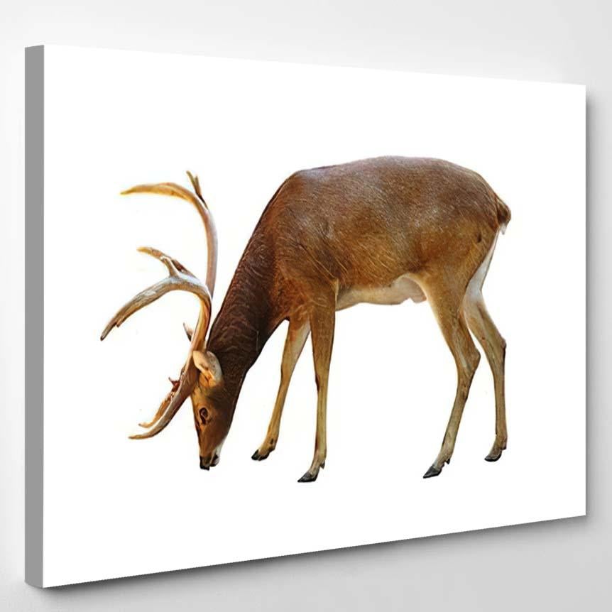 Rusa Deer On White Background – Deer Animals Canvas Print