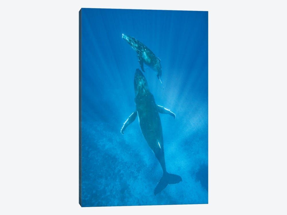 Humpback Whale mother and calf, Tonga Canvas Poster 8″x12″ 12×18″ 18″x26″ 24″x36″ 30″x45″