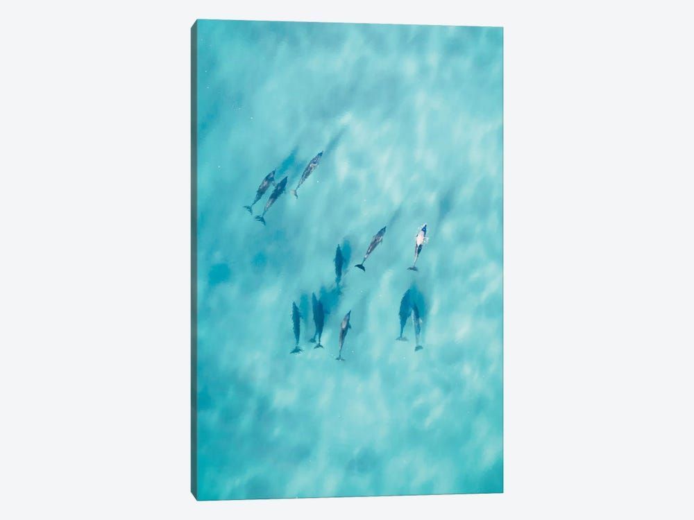 Cruisy Dolphins VI Canvas Poster 8″x12″ 12×18″ 18″x26″ 24″x36″ 30″x45″