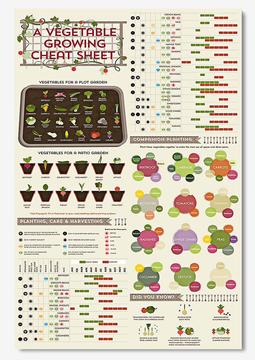 A Vegetable Growing Cheat Sheet Gardening Knowledge Wall Art For Gardener Farmer Farmhouse Decor Poster