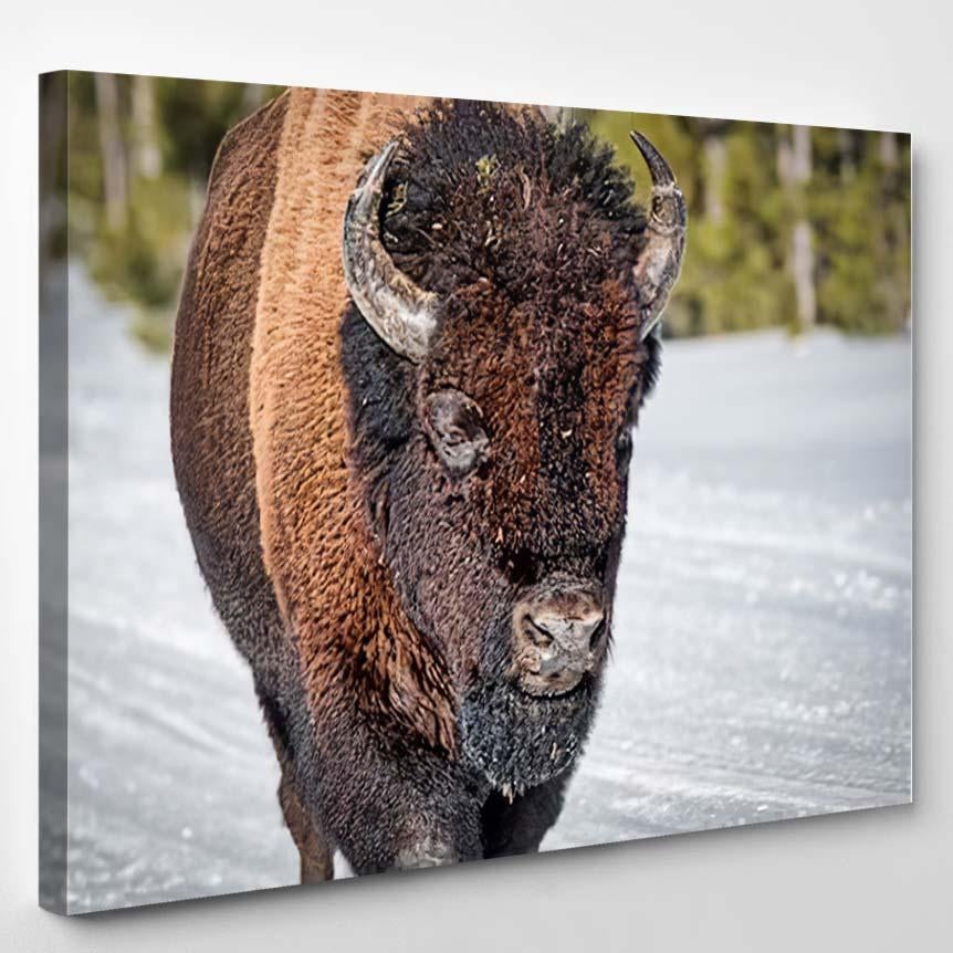 Wild Bison Winter Wyoming – Bison Animals Canvas Print