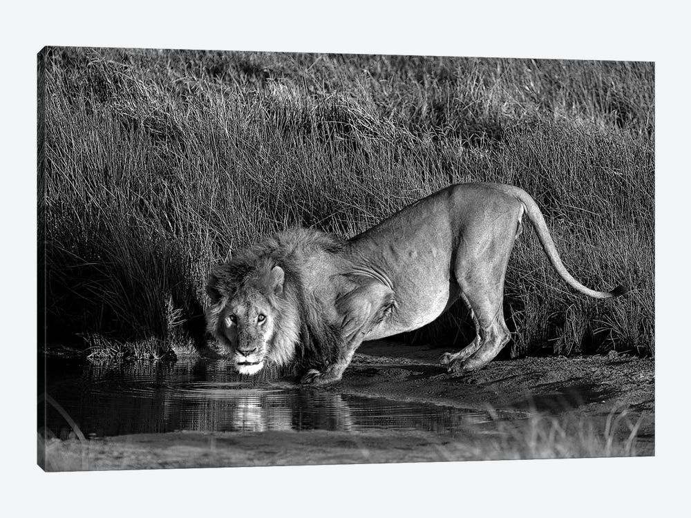 Side Profile Of A Lion Drinking Water, Ngorongoro Conservation Area, Arusha Region, Tanzania Canvas Poster 8″x12″ 12×18″ 18″x26″ 24″x36″ 30″x45″