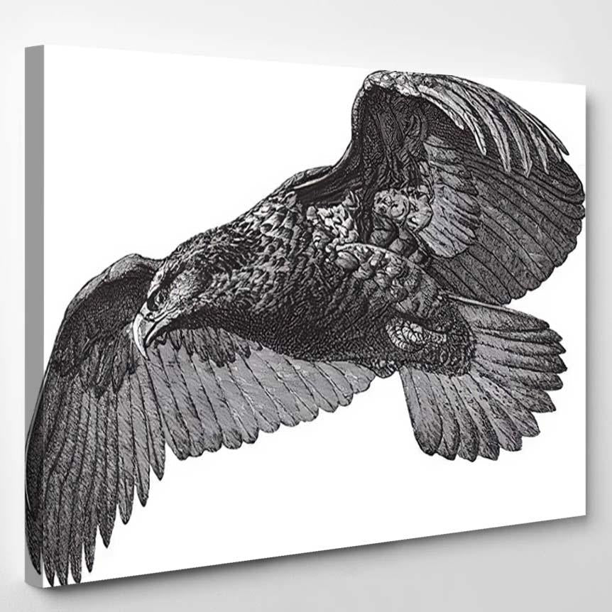 Sea Eagle Haliaeetus Albicilla Vintage Illustration – Eagle Animals Canvas Print